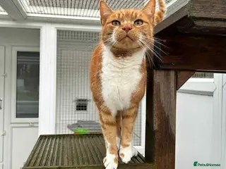 Domestic Shorthair cats Simba - Advert 2