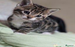 Bengal cats for sale: Kittens x bengal  - Advert 26
