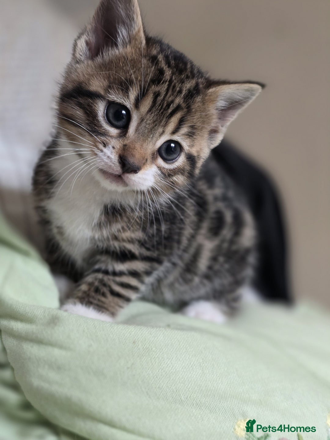 Bengal cats for sale: Kittens x bengal  - Advert 26