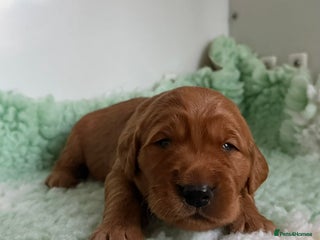 Golden Retriever dogs KC Dark Golden Retriever Puppies - Advert 2