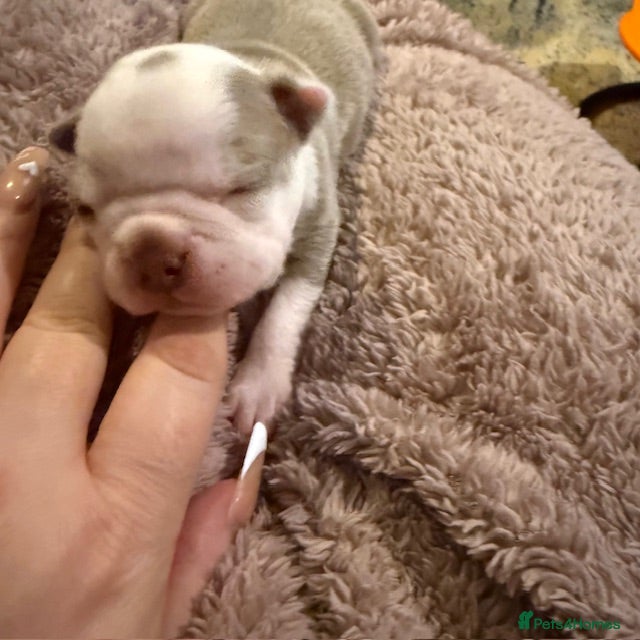 Boston Terrier dogs KC Registered Boston Terrier - Advert 2