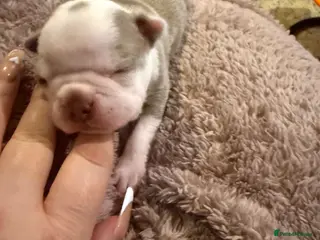 Boston Terrier dogs KC Registered Boston Terrier - Advert 2