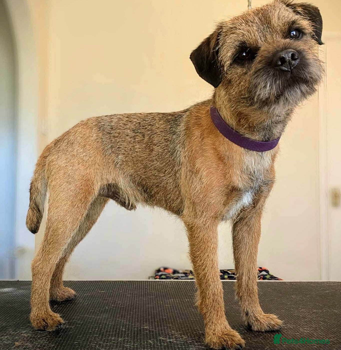 Border Terrier dogs Border Terrier for stud , Slem tested, family pet  in Woodbridge - Advert 6