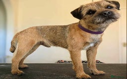 Border Terrier dogs for stud: Border Terrier for stud , Slem tested, family pet  in Woodbridge - Image 1