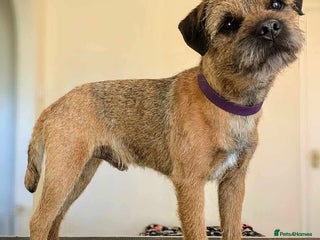 Border Terrier dogs in Woodbridge - Advert 1
