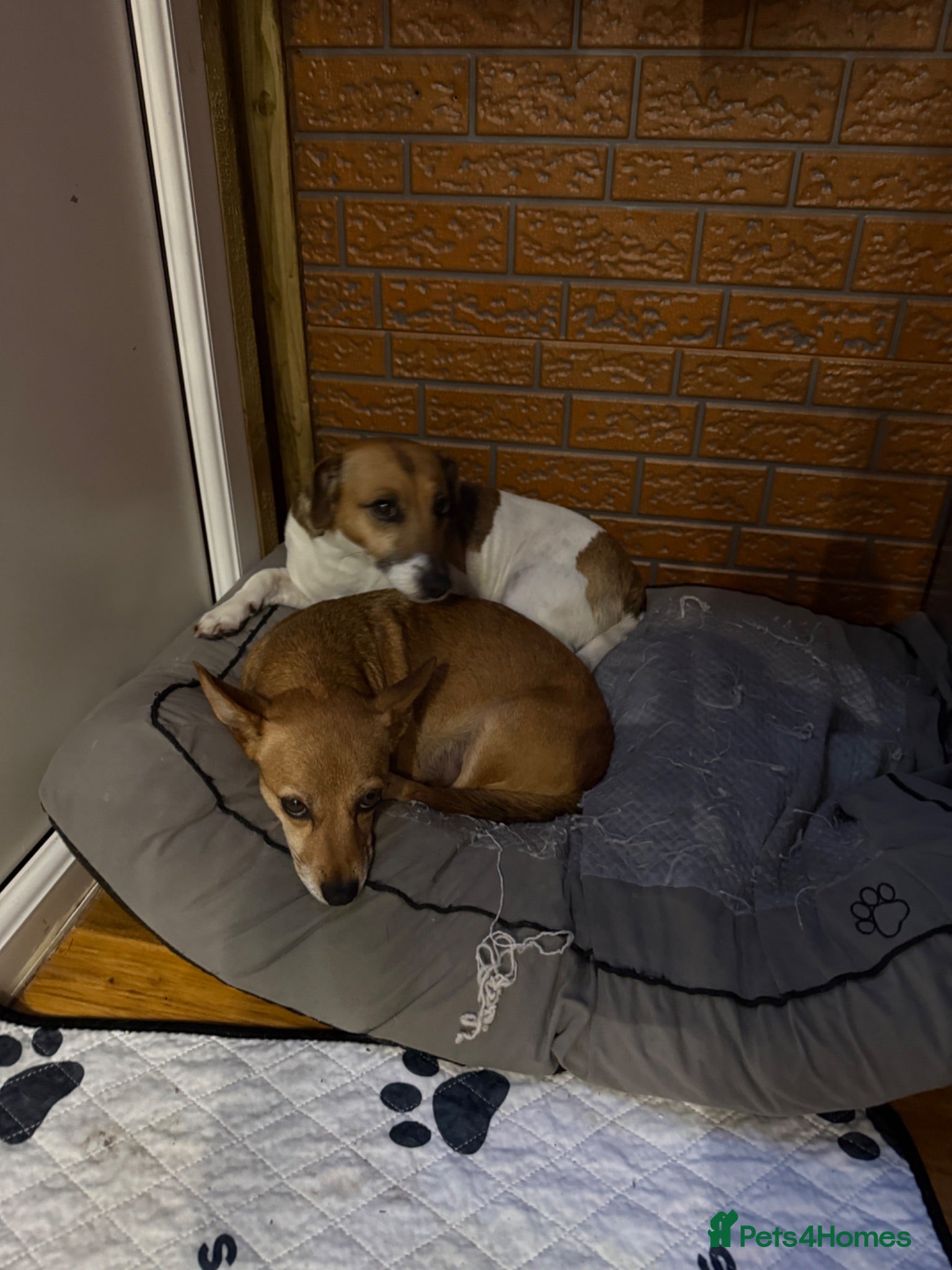 Jack Russell dogs Jack Russell Terrier puppies – ready for new homes - Advert 5