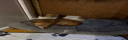 Jack Russell dogs for sale: Jack Russell Terrier puppies – ready for new homes - Advert 1
