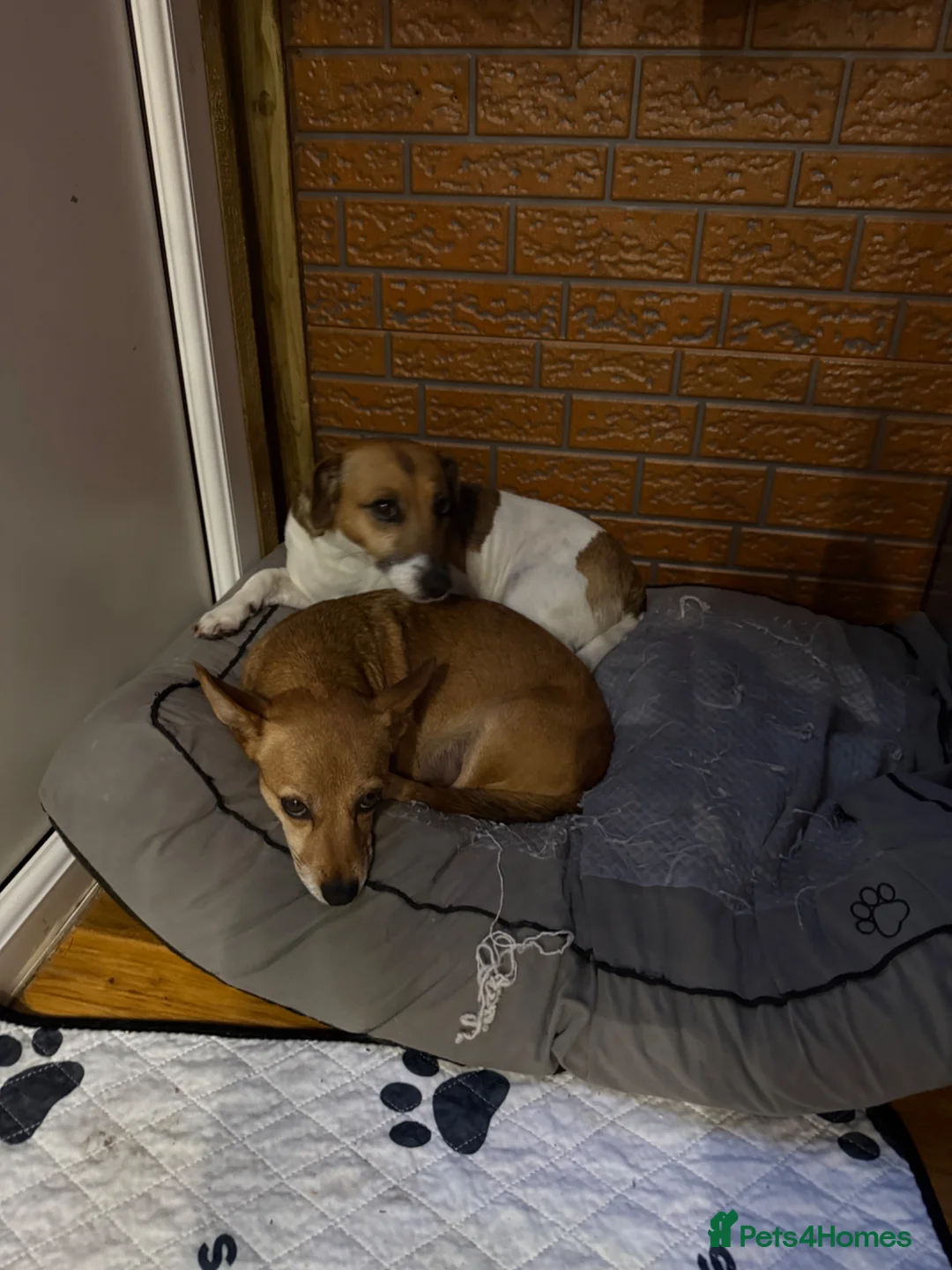 Jack Russell dogs for sale: Jack Russell Terrier puppies – ready for new homes - Advert 1
