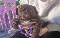 Lagotto Romagnolo dogs for sale: Lagotto Romagnolo, pure breed, KC reg litter - Image 25