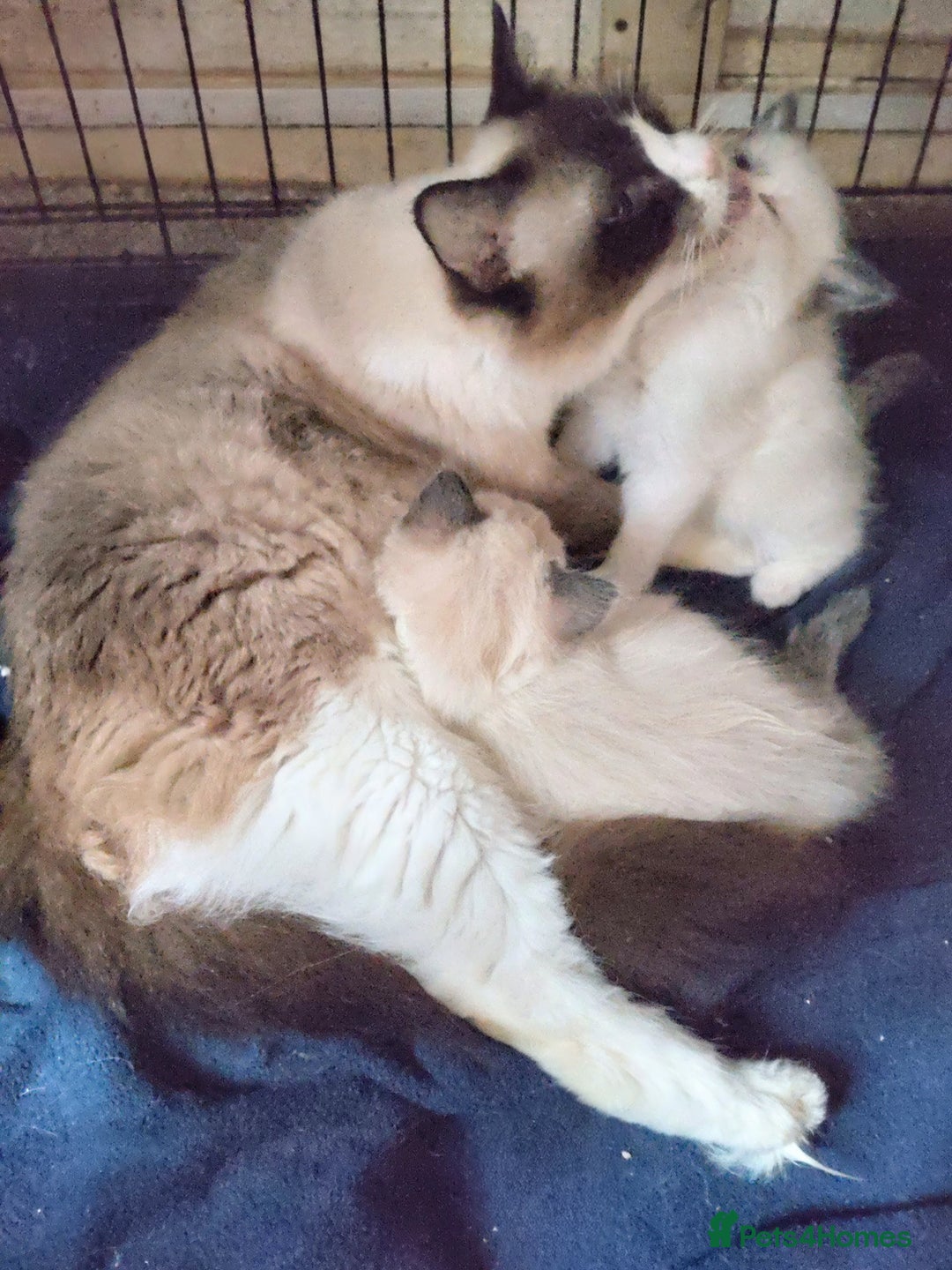 Ragdoll cats for sale: Ragdoll kittens  - Image 3