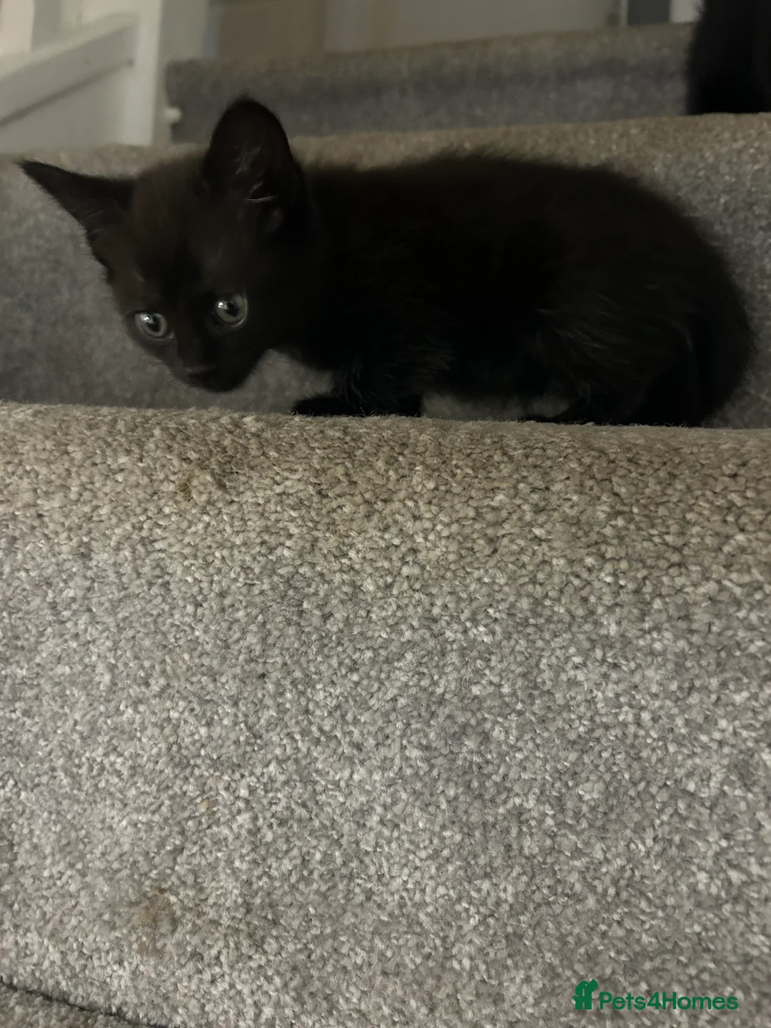 Siamese cats for sale: 2 Siamese cross kittens - Advert 2