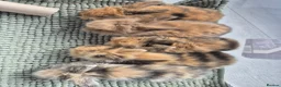 Mixed Breed rabbits for sale: Baby Harlequin Lionhead rabbits  - Advert 9