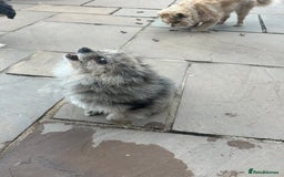 Pomeranian dogs for sale: 2 x pomeranians - Image 16
