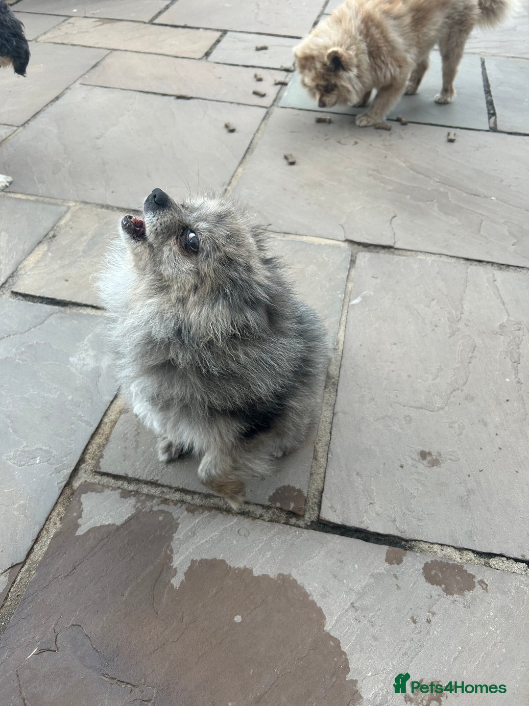 Pomeranian dogs for sale: 2 x pomeranians - Image 16
