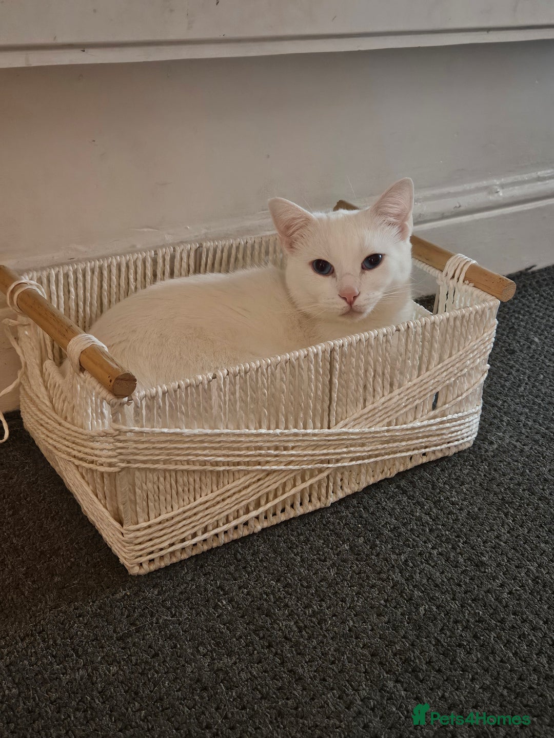 British Shorthair cats for sale: Pure White Blue Eyes Turkish Angora  - Advert 1