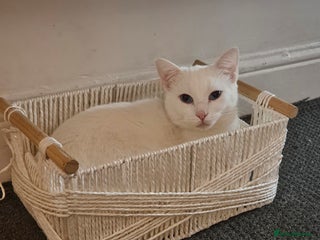 British Shorthair cats Male cat - Advert 10