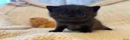 British Shorthair cats for sale: British Shorthair Kittens - Family Raised 🤍 - Advert 9