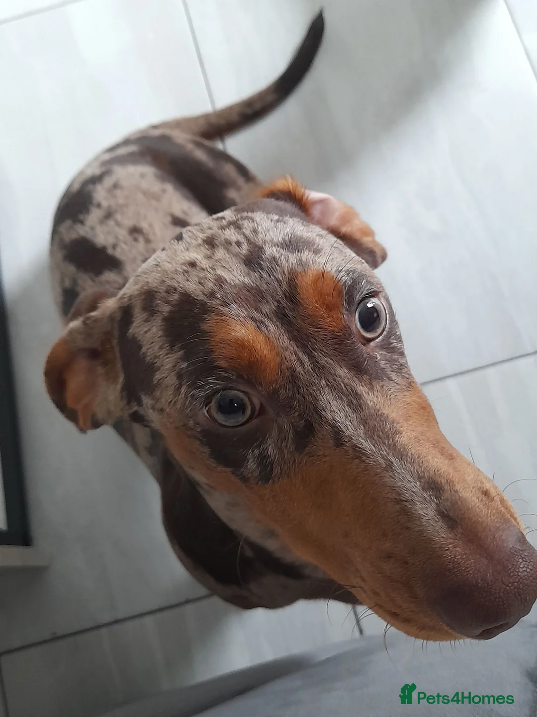 Miniature Dachshund dogs for sale: Rolo & isabella looking for there forever home  - Advert 2