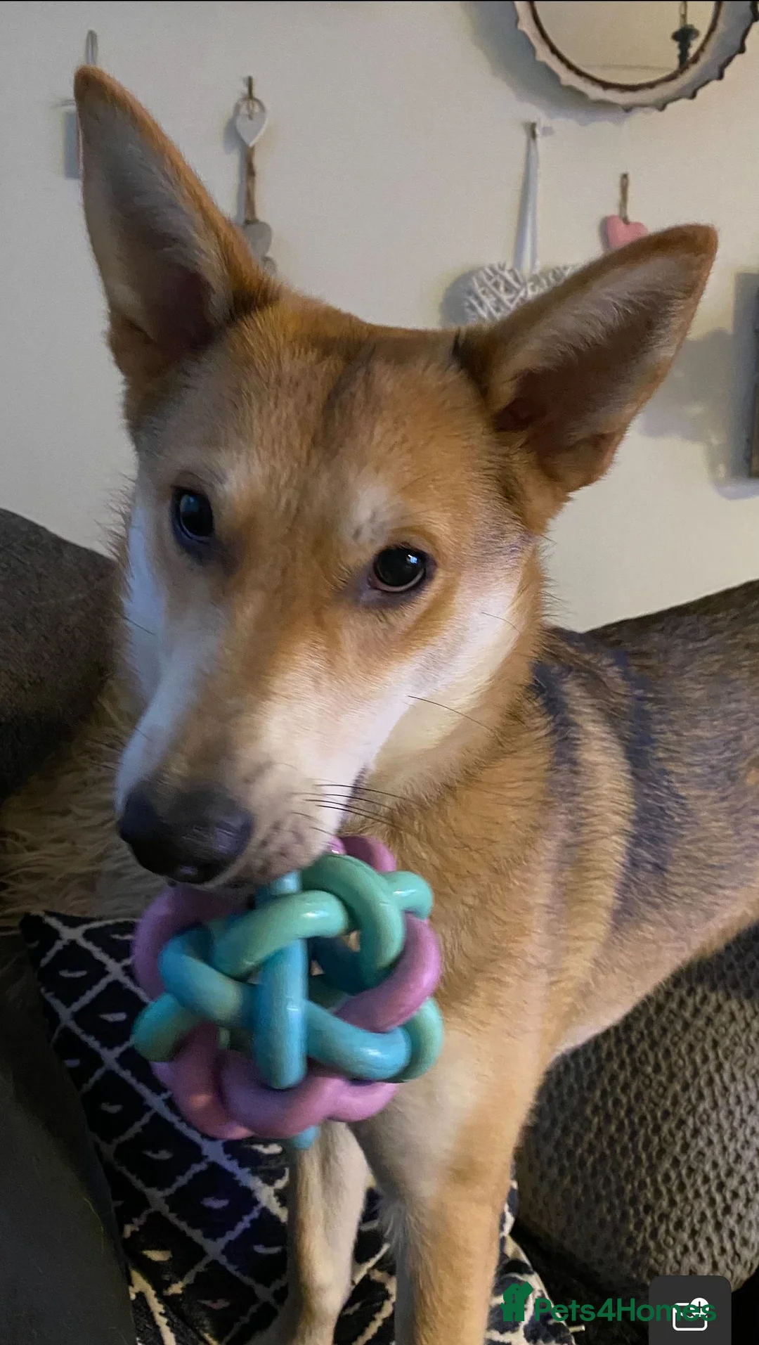 Mixed Breed dogs for adoption: Handsome Rom - Advert 4