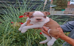 Boston Terrier dogs for sale: Boston little Girl - Image 4