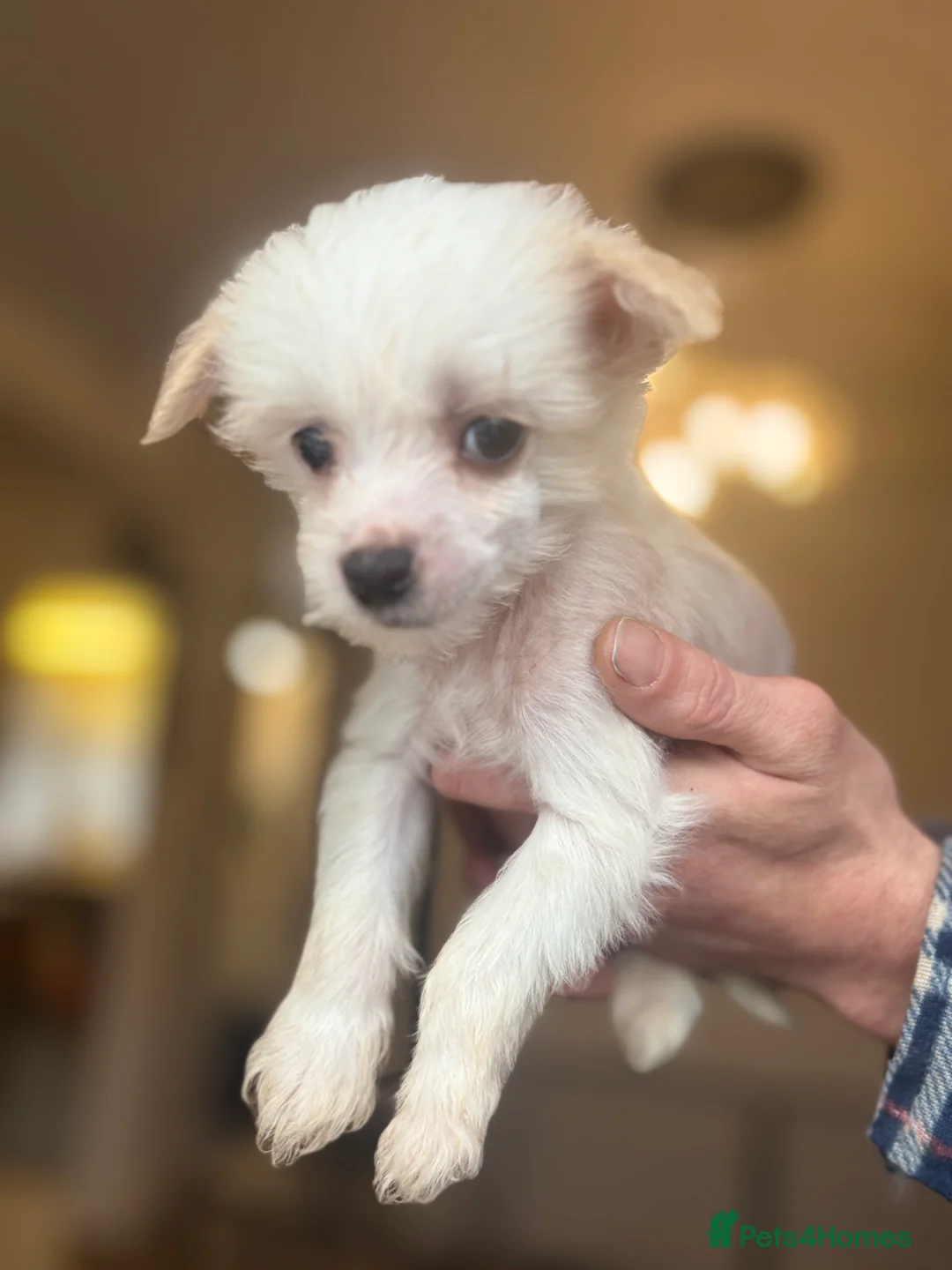 Chinese Crested dogs for sale: 🐾  Chinese Crested Puppies   - Advert 22