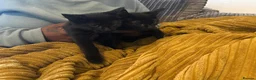 Mixed Breed cats for sale: 11 week old black male kittens  - Advert 4