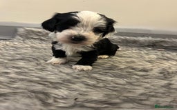 Havanese dogs for sale: 🐾 8 Havanese Puppies for Their Forever Homes 🐾 - Image 2