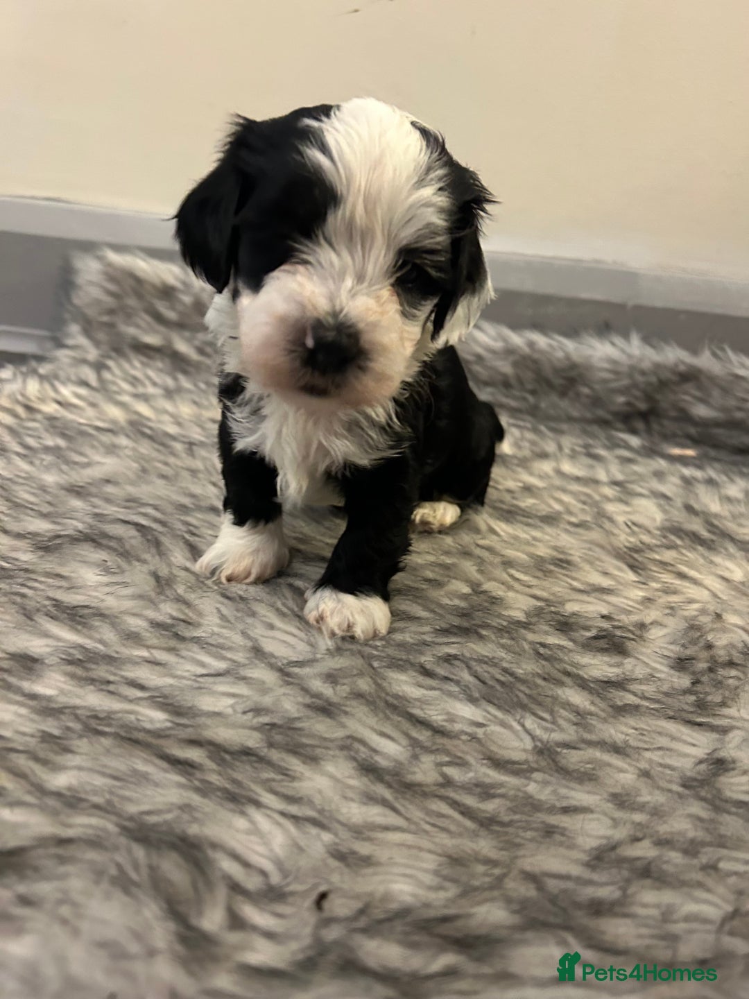 Havanese dogs for sale: 🐾 8 Havanese Puppies for Their Forever Homes 🐾 - Image 2