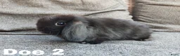 Mini Lop rabbits for sale: Stunning mini lops available for reserve  - Advert 4