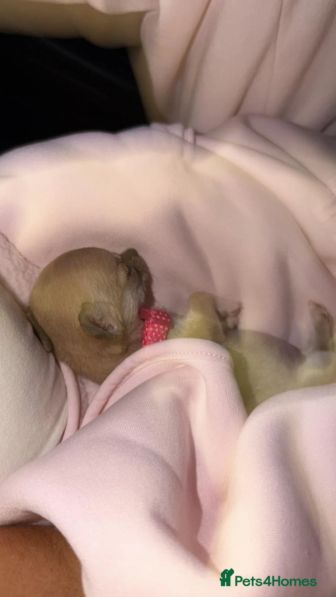 Chihuahua dogs for sale: Teacup smooth coat Chihuahua  - Advert 1