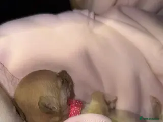 Chihuahua dogs Teacup smooth coat Chihuahua - Advert 2