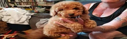 Cavapoo dogs for sale: Gorgeous toy Cava poos ready for their new homes! - Advert 5