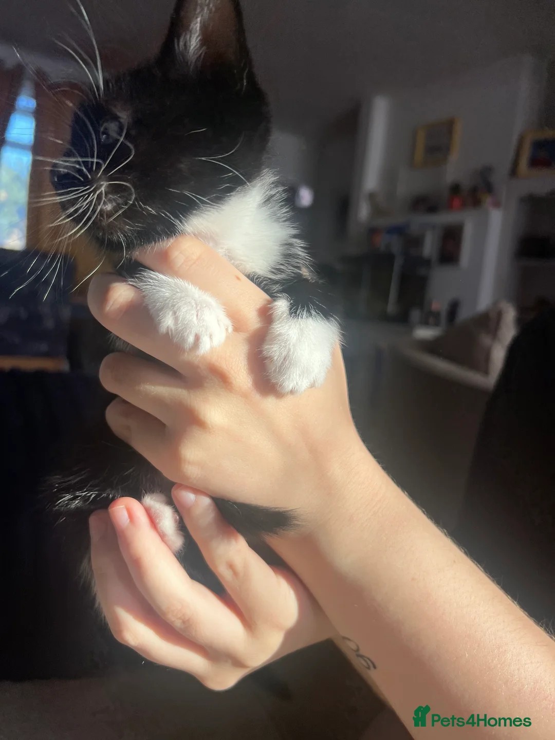 Mixed Breed cats for sale: Kittens  - Advert 2