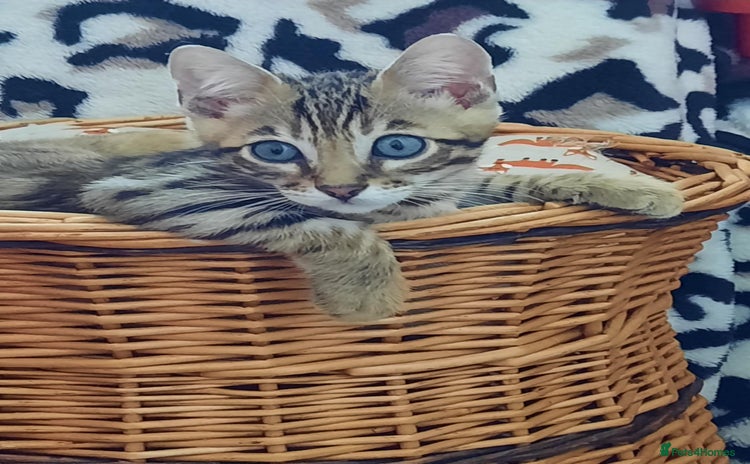Bengal cats - Advert 1
