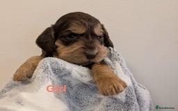 Cockapoo dogs for sale: Beautiful Cockapoo puppies 🐶 😍  - Image 18
