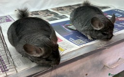 Chinchilla rodents for sale: Millie & Maisy, super tame standard sisters - Advert 6