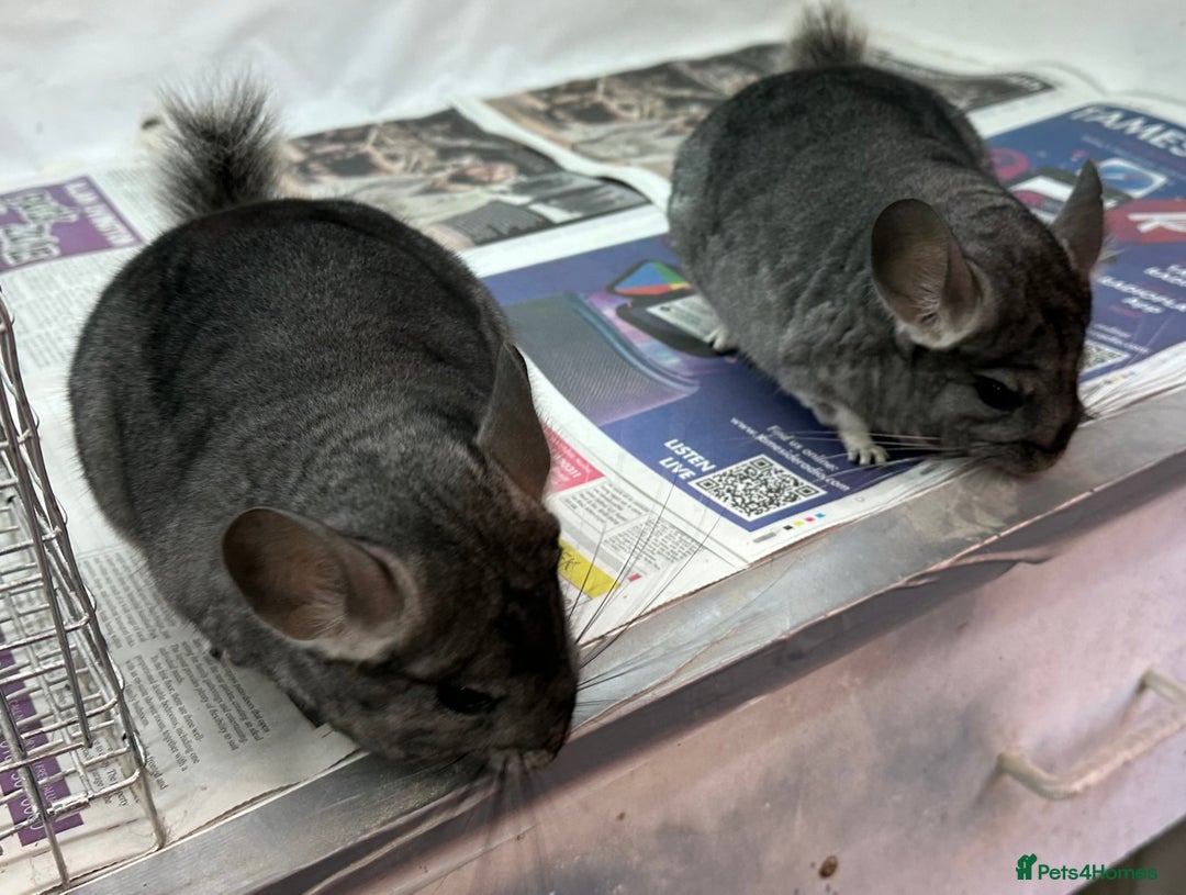 Chinchilla rodents for sale: Millie & Maisy, super tame standard sisters - Advert 6