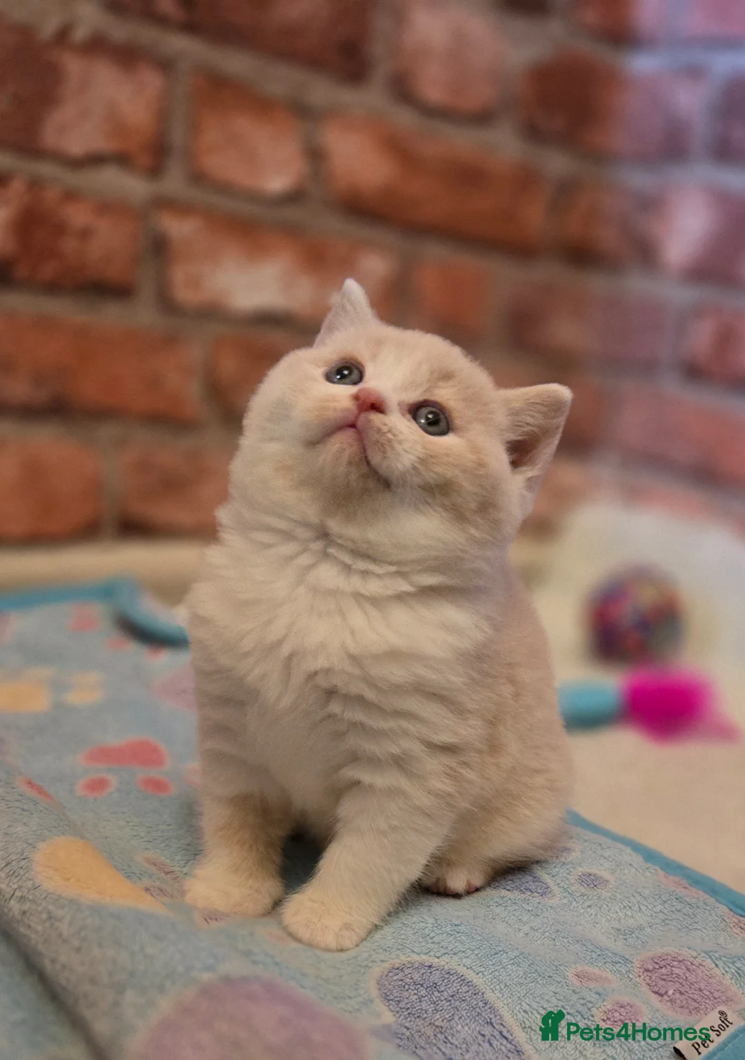 British Shorthair cats for sale: Champion sired GCCF reg British Shorthair kittens - Advert 2