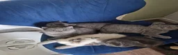 British Shorthair cats for sale: British shorthair kittens ready to leave in Crewe - Advert 7