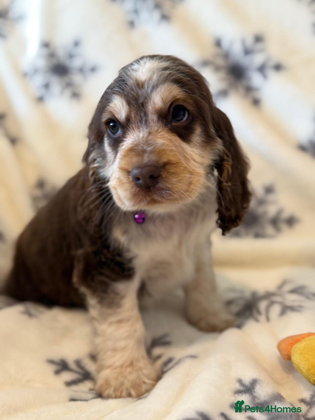 Cocker Spaniel dogs for sale: Cocker pups  - Image 13