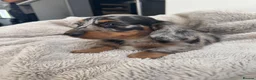 Miniature Dachshund dogs for sale: Miniature dachshund  - Advert 9