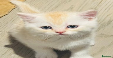 Scottish Fold cats - Advert 11