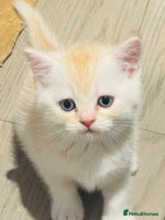 Scottish Fold cats - Advert 1