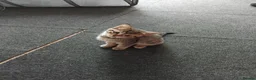 Mixed Breed cats for sale: 5 kittens waiting to be homed  in London - Advert 9