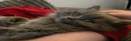 Scottish Fold cats for sale: Beautiful Blue Scottish Straight kitten - Advert 6