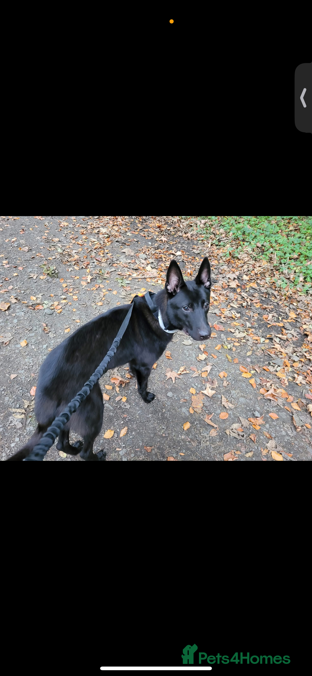 Belgian Shepherd Dog dogs for sale: Mali cross Dutch shepherd  - Advert 2