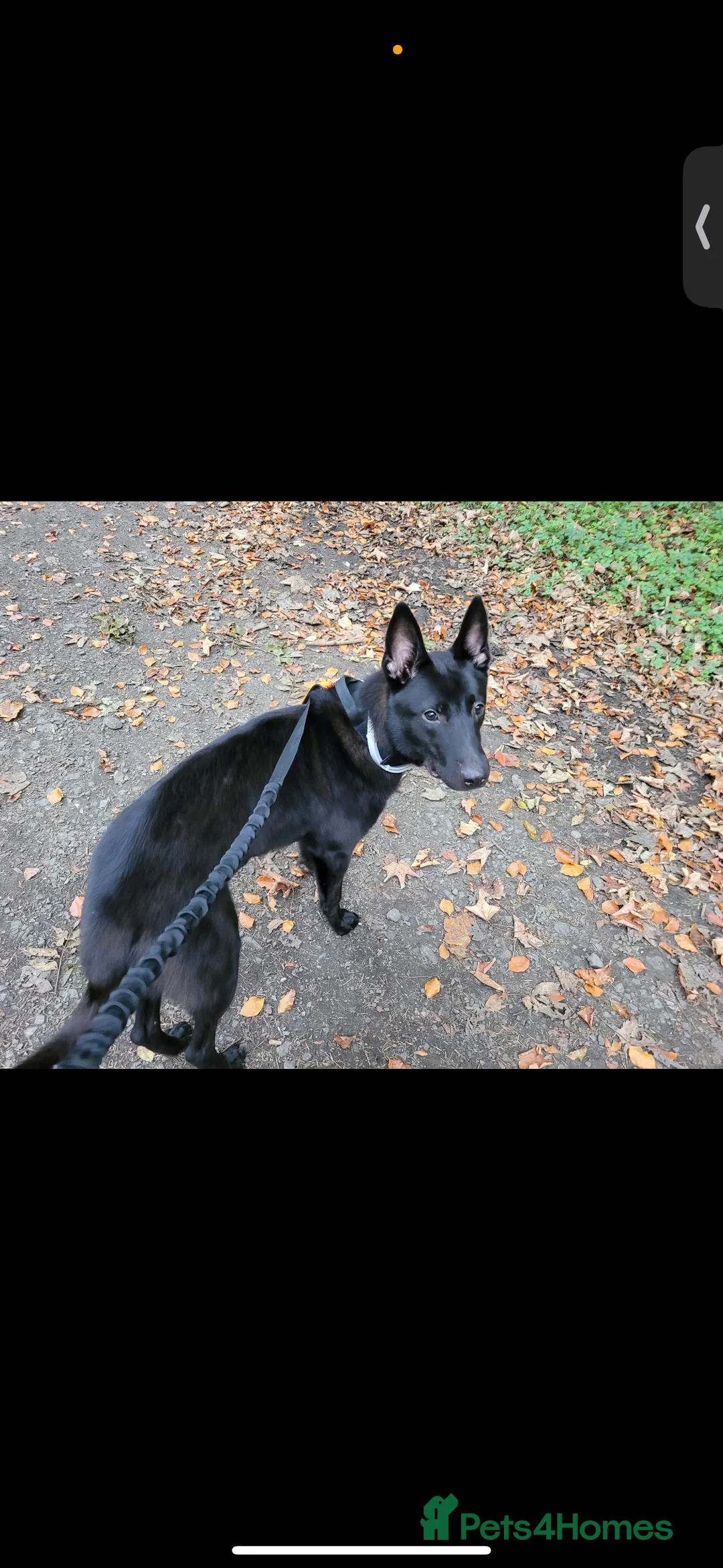 Belgian Shepherd Dog dogs for sale: Mali cross Dutch shepherd  - Advert 2