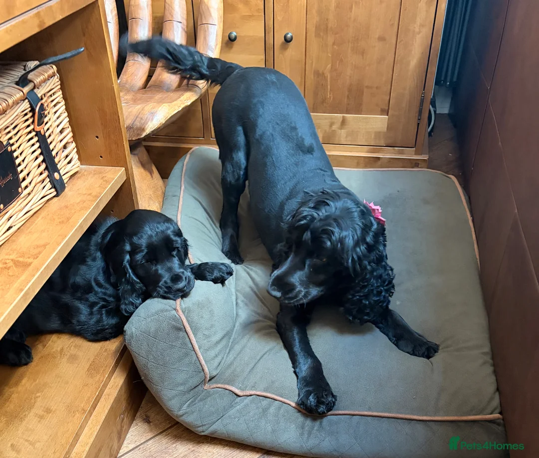 Cocker Spaniel dogs for sale: 💚 FULLY VACCINATED & READY NOW 💚 - Advert 2