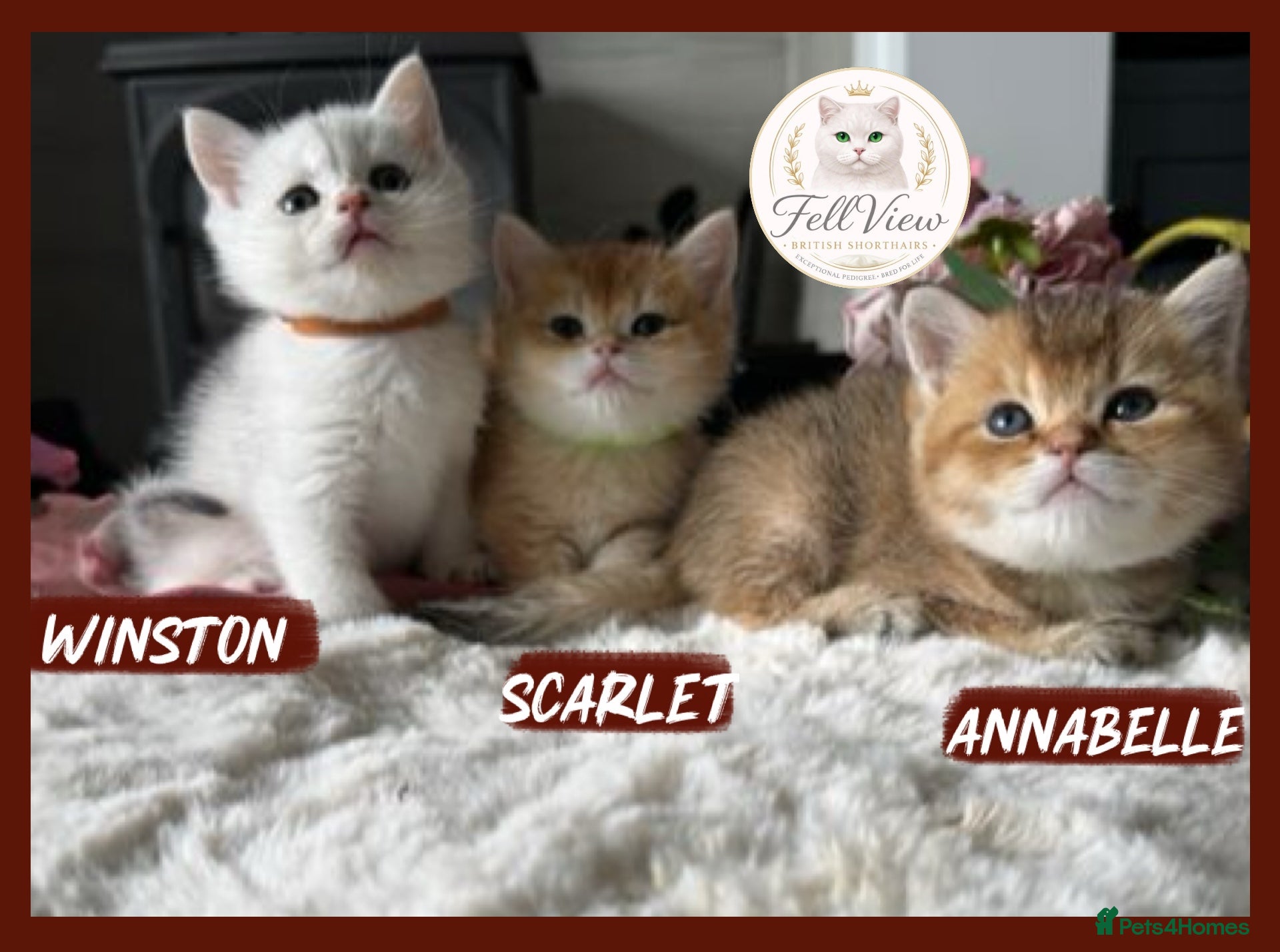 British Shorthair cats Exceptional British Shorthair Kittens  - Advert 15