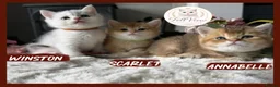 British Shorthair cats for sale: Exceptional British Shorthair Kittens  - Advert 1